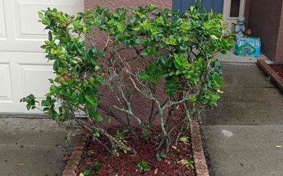 Photo of Maria B.'s yard after getting landscaping in Orange City, FL