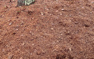 Photo of Kenyo R.'s yard after getting tree care in Hampton, GA