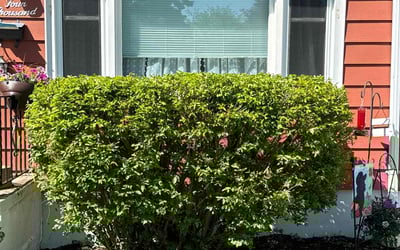 Photo of Abby W.'s yard after getting landscaping in Lake Bluff, IL