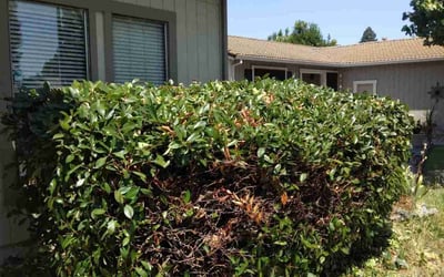 Photo of Jonathan N.'s yard after getting lawn care in Vacaville, CA