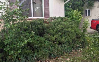 Photo of Donna L.'s yard after getting tree care in Elizabeth, CO