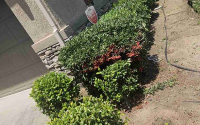 Photo of Jennifer P.'s yard after getting landscaping in Elk Grove, CA