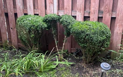 Photo of Ashley T.'s yard after getting landscaping in Vienna, VA