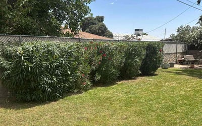 Photo of Liz M.'s yard after getting landscaping in El Paso, TX