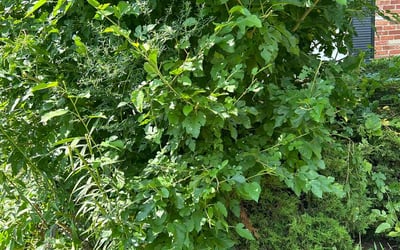 Photo of Jerry P.'s yard after getting landscaping in Mc Cordsville, IN