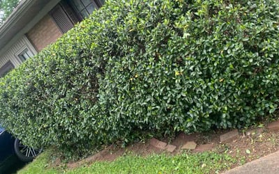 Photo of Christopher P.'s yard after getting landscaping in Mount Ulla, NC