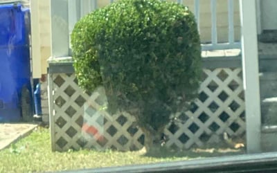 Photo of Arlene B.'s yard after getting landscaping in Corolla, NC
