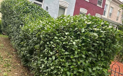 Photo of Emily M.'s yard after getting landscaping in Owings, MD