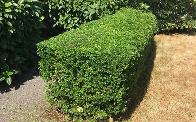 Photo of Judy R.'s yard after getting tree care in Spokane, WA