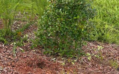 Photo of Lindsey L.'s yard after getting tree care in Huntersville, NC