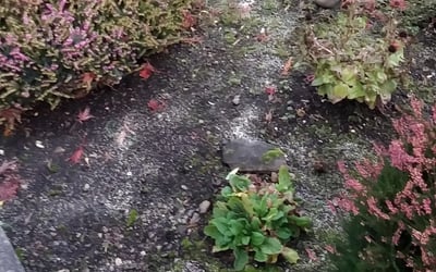Photo of Janine R.'s yard after getting landscaping in Scappoose, OR