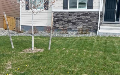 Photo of Traci D.'s yard after getting landscaping in Silver Plume, CO