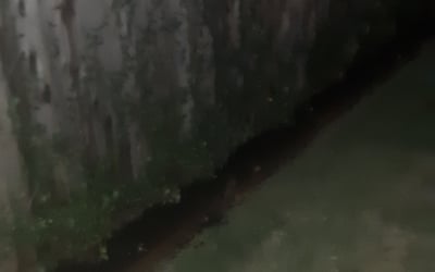 Photo of Sam T.'s yard after getting landscaping in Cat Spring, TX