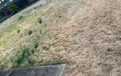 Photo of Kevin S.'s yard after getting landscaping in Clifton, VA