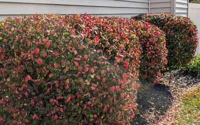 Photo of Melissa H.'s yard after getting landscaping in Heath, OH
