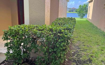 Photo of Eric B.'s yard after getting landscaping in Ruskin, FL