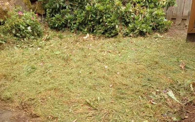 Photo of Jessica F.'s yard after getting landscaping in Ridgefield, WA