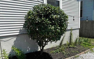 Photo of Natasha S.'s yard after getting landscaping in Partlow, VA