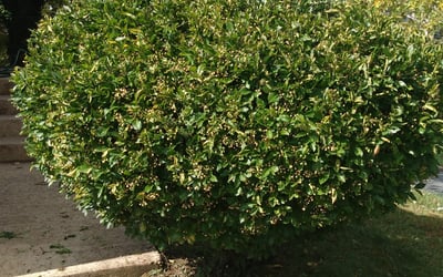 Photo of Pete M.'s yard after getting landscaping in Saint Leonard, MD