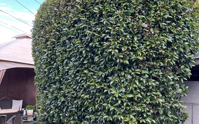 Photo of Franklin J.'s yard after getting landscaping in Canoga Park, CA