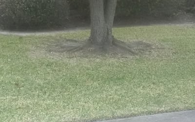 Photo of David G.'s yard after getting landscaping in Donaldsonville, LA