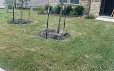 Photo of Jeanette B.'s yard after getting landscaping in Somerset, TX