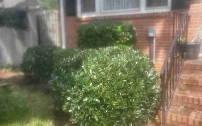Photo of Sheila, J.'s yard after getting tree care in Ruther Glen, VA