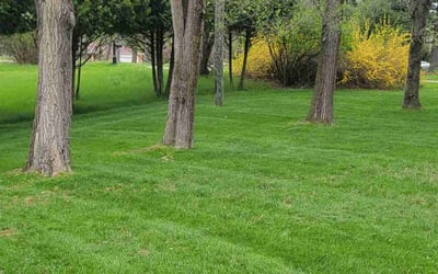 Photo of Cindy Z.'s yard after getting lawn care in Rochester, MI