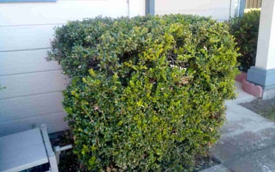 Photo of Sean C.'s yard after getting tree care in El Cajon, CA