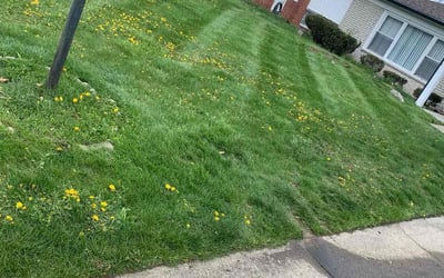 Photo of Steven H.'s yard after getting landscaping in Saint Clair Shores, MI
