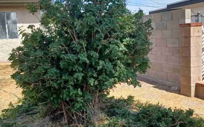 Photo of Samuel M.'s yard after getting landscaping in La Quinta, CA