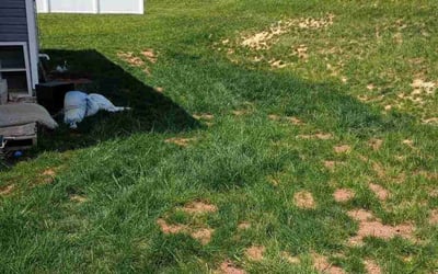 Photo of Justin D.'s yard after getting landscaping in York, PA