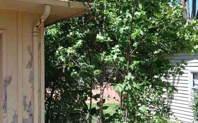 Photo of Mary M.'s yard after getting landscaping in Kansas City, MO