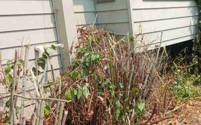 Photo of Marsha C.'s yard after getting landscaping in Wilsonville, OR
