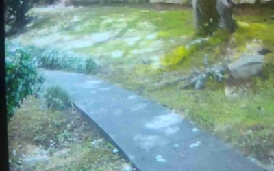 Photo of Wanda J.'s yard after getting landscaping in Birmingham, AL