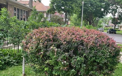 Photo of Karl R.'s yard after getting landscaping in Milwaukee, WI