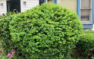 Photo of Brandon P.'s yard after getting landscaping in Beverly, MA