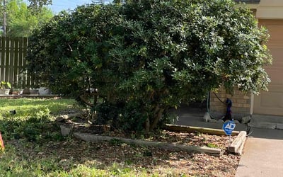 Photo of Thomas M.'s yard after getting landscaping in Corpus Christi, TX