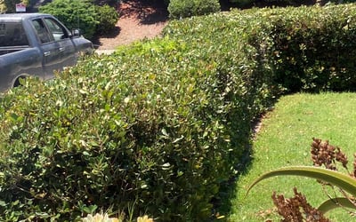 Photo of Rebecca B.'s yard after getting landscaping in Valley Center, CA
