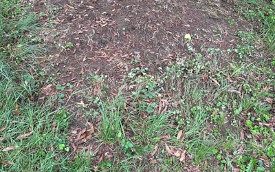 Photo of Tracey A.'s yard after getting landscaping in Charlotte Hall, MD