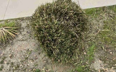 Photo of James A.'s yard after getting lawn care in Hemet, CA