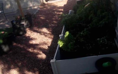 Photo of Ravi G.'s yard after getting tree care in Buckeye, AZ