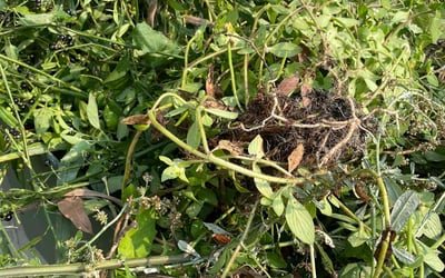 Photo of Megan B.'s yard after getting landscaping in Savannah, GA