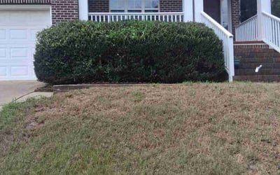 Photo of Dan C.'s yard after getting landscaping in Holly Springs, NC