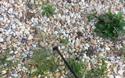 Photo of George P.'s yard after getting landscaping in Saint Simons Island, GA