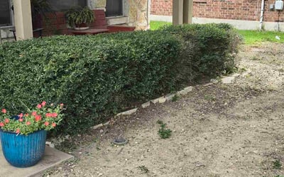 Photo of Brandy P.'s yard after getting tree care in Abilene, TX