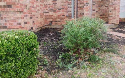 Photo of Tamika B.'s yard after getting landscaping in Arlington, TX