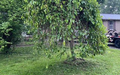 Photo of Donna M.'s yard after getting landscaping in Hendersonville, TN
