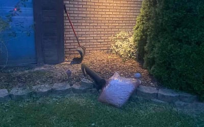 Photo of Genetta H.'s yard after getting tree care in Sterling Heights, MI