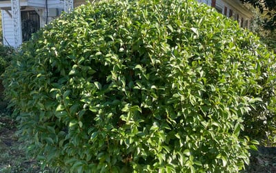 Photo of Corey D.'s yard after getting landscaping in Corbin, VA